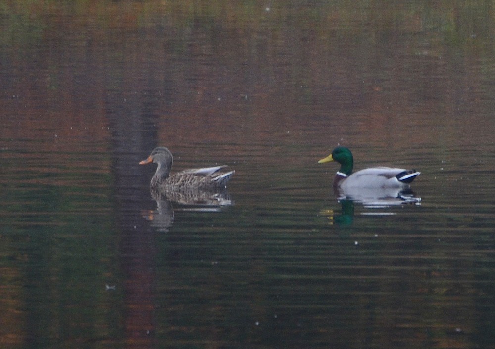 Wild Mallards Wild Mallards