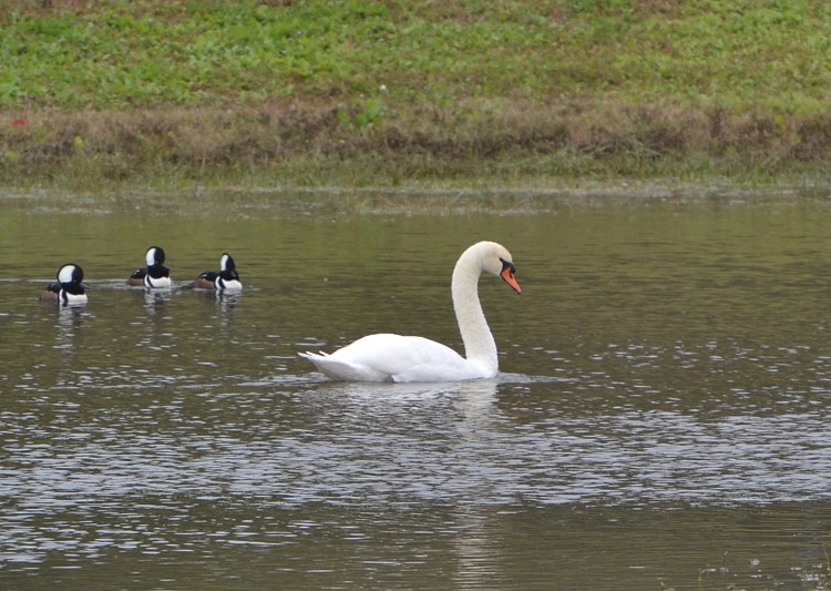 Mute Swan - ©JaxBirding.com Mute Swan