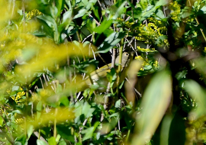 Nashville Warbler Nashville Warbler