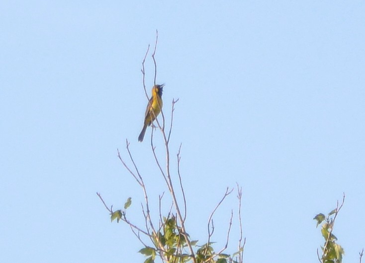 Orchard Oriole
