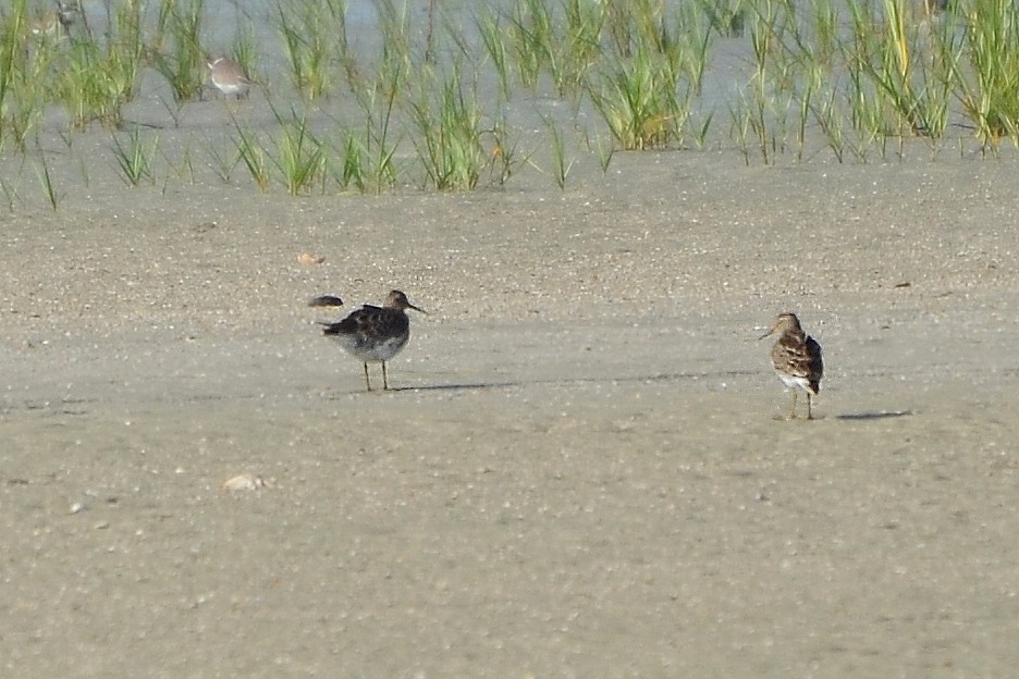 Pectoral Sandpiper Pectoral Sandpiper