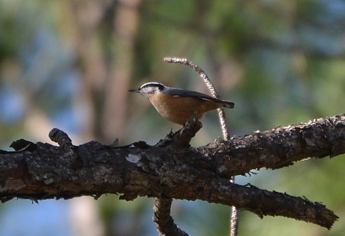 Red-breasted Nuthatch at Pumpkin Hill Preserve