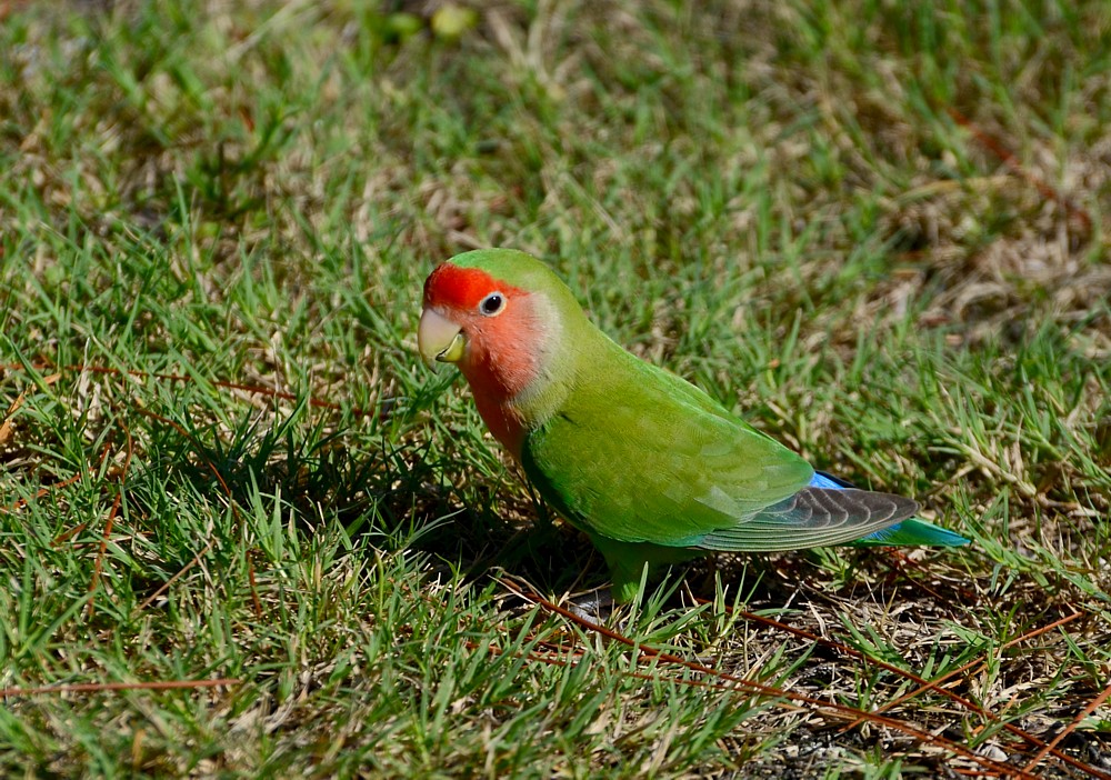 Rosy-faced Lovebird Rosy-faced Lovebird