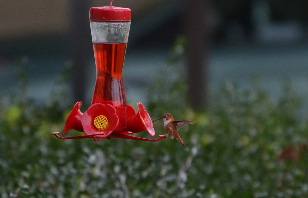 Rufous Hummingbird in Jacksonville