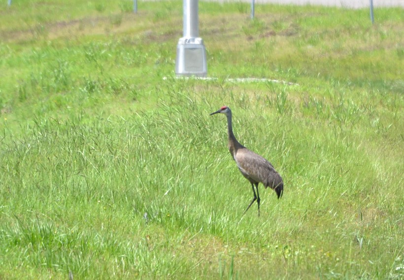 Sandhill Crane