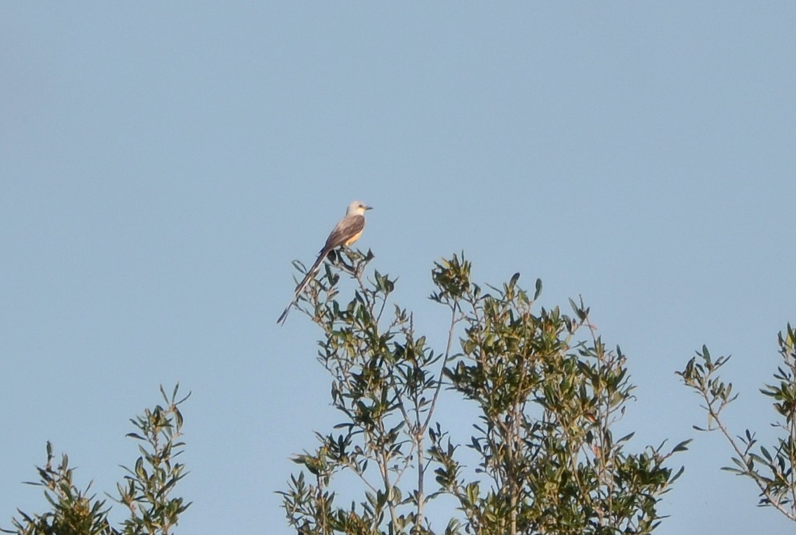 Scissor-tailed Flycatcher