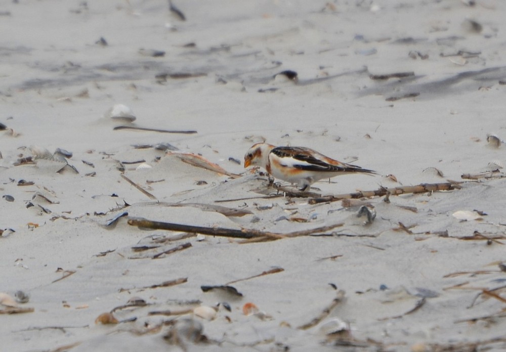 Snow Bunting