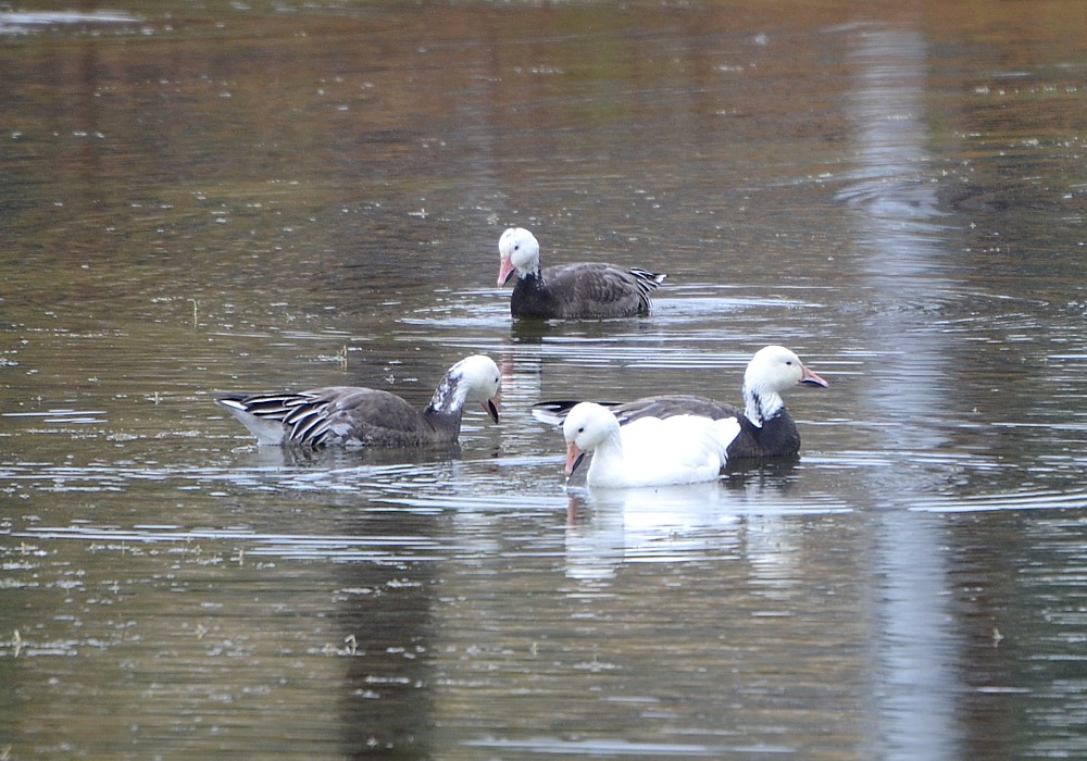 Snow Geese at the Sheffield Park pond Snow Geese