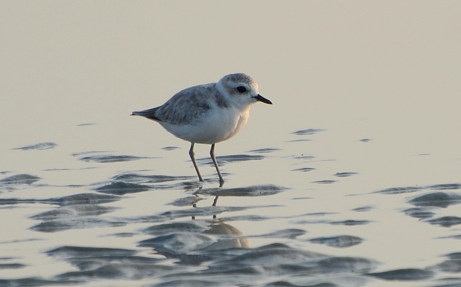 Snowy Plover Snowy Plover