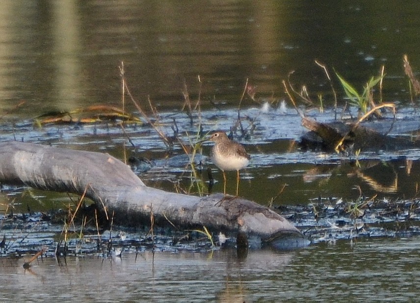 Solitary Sandpiper Solitary Sandpiper