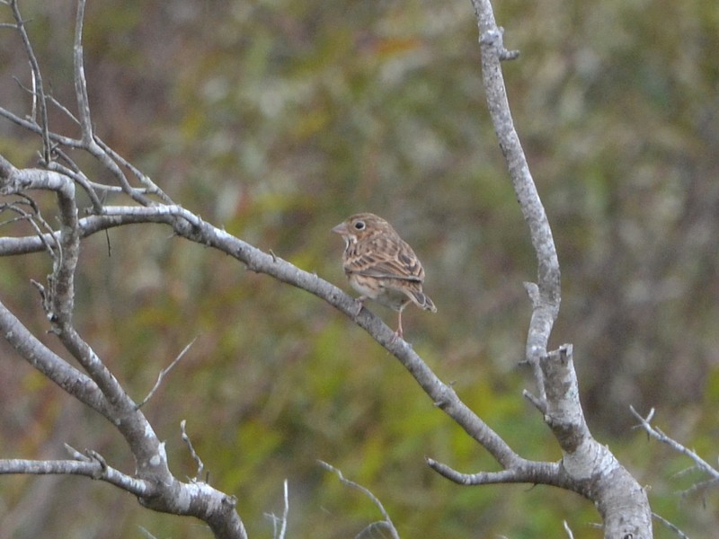 Vespers Sparrow - ©JaxBirding.com Vespers Sparrow