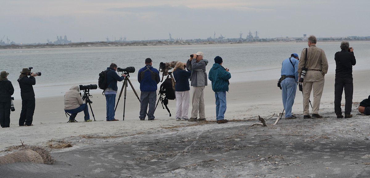 Watching Snowy Owl