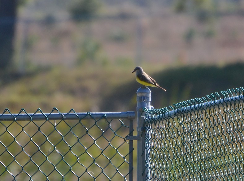Western Kingbird - ©JaxBirding.com Western Kingbird