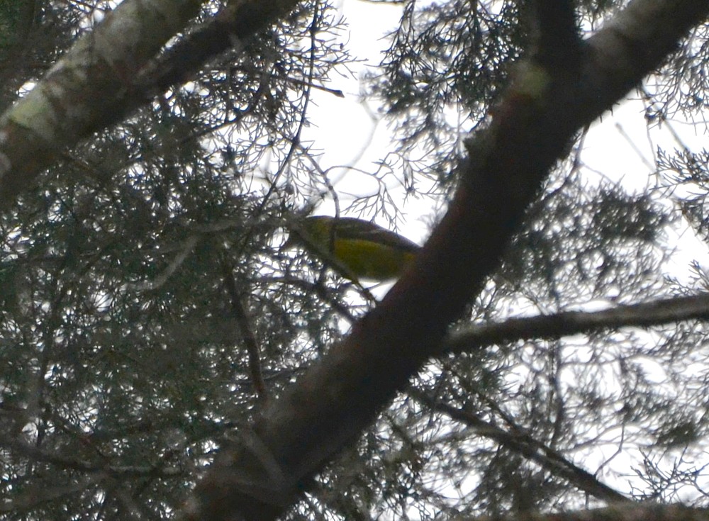 Western Tanager Western Tanager