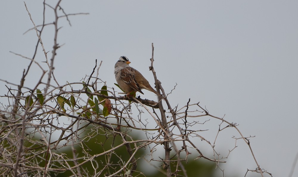 White-crowned Sparrow