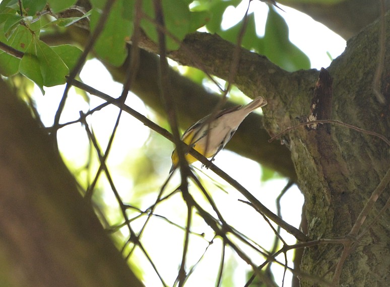 Yellow-throated Vireo