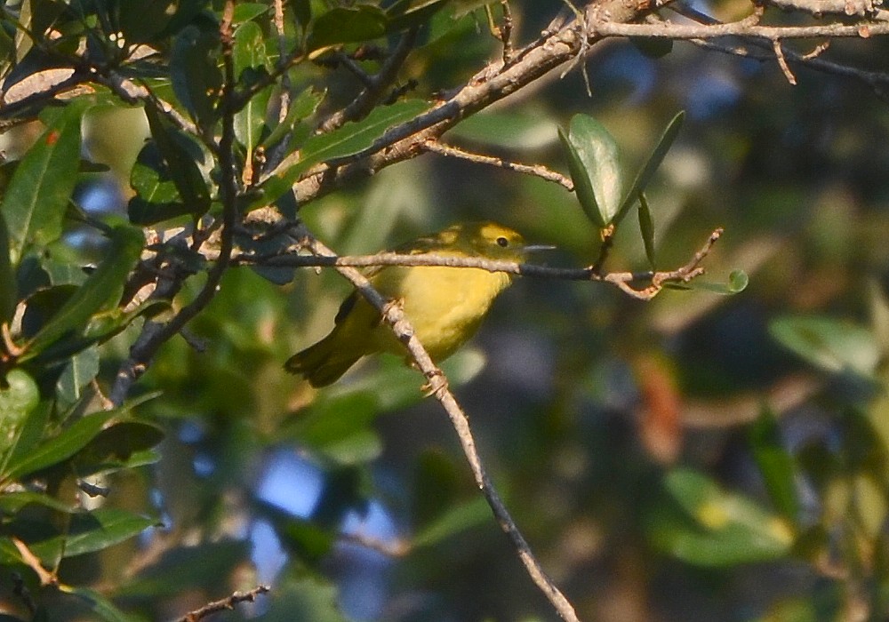 Yellow Warbler Yellow Warbler