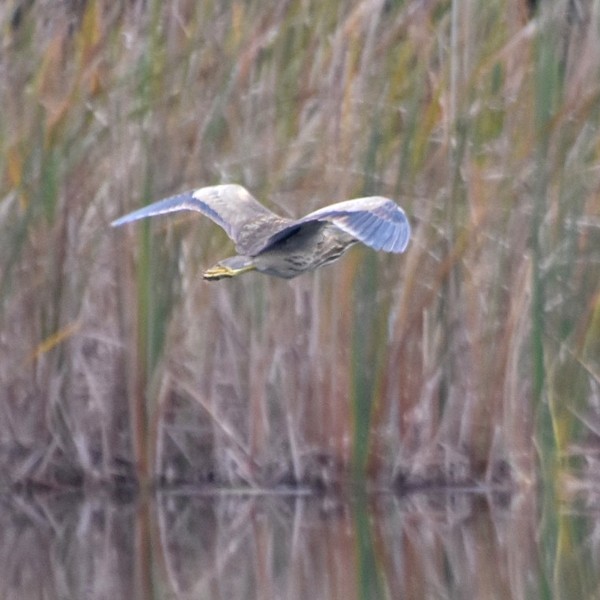 American Bittern American Bittern...
NO PHOTO YET
