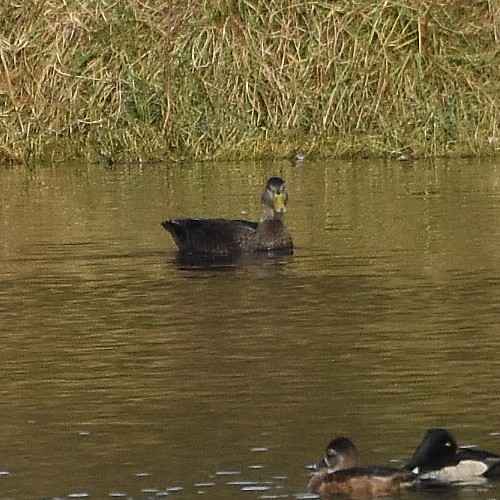 American Black Duck American Black Duck...
NO PHOTO YET