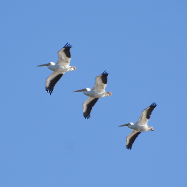 American White Pelican American White Pelican...
NO PHOTO YET