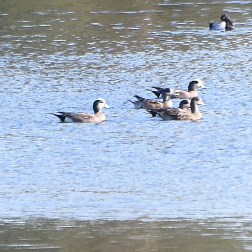 American Wigeon American Wigeon...
NO PHOTO YET