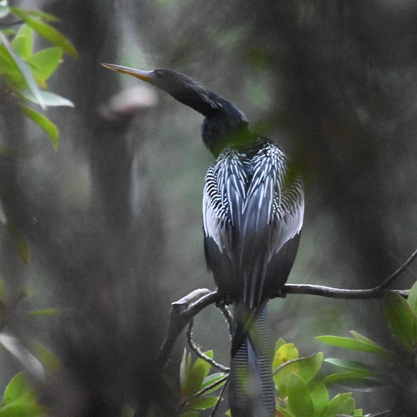 Anhinga Anhinga...
NO PHOTO YET