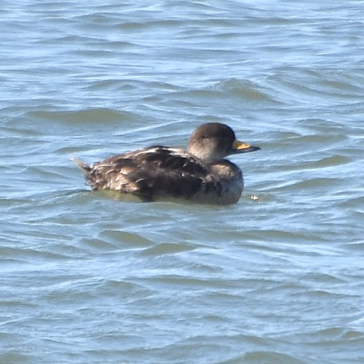 Black Scoter Black Scoter...
NO PHOTO YET