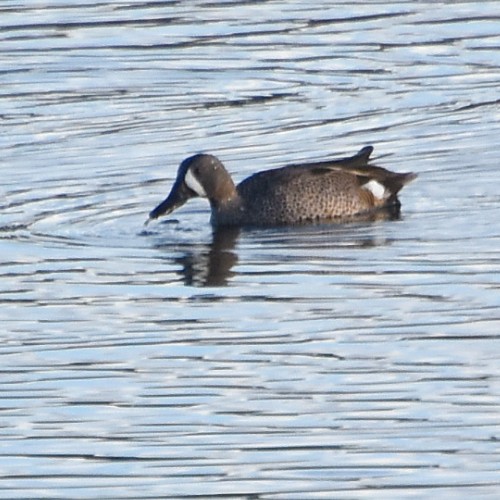 Blue-winged Teal Blue-winged Teal...
NO PHOTO YET