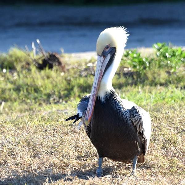 Brown Pelican Brown Pelican...
NO PHOTO YET