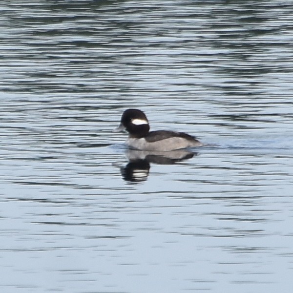 Bufflehead Bufflehead...
NO PHOTO YET