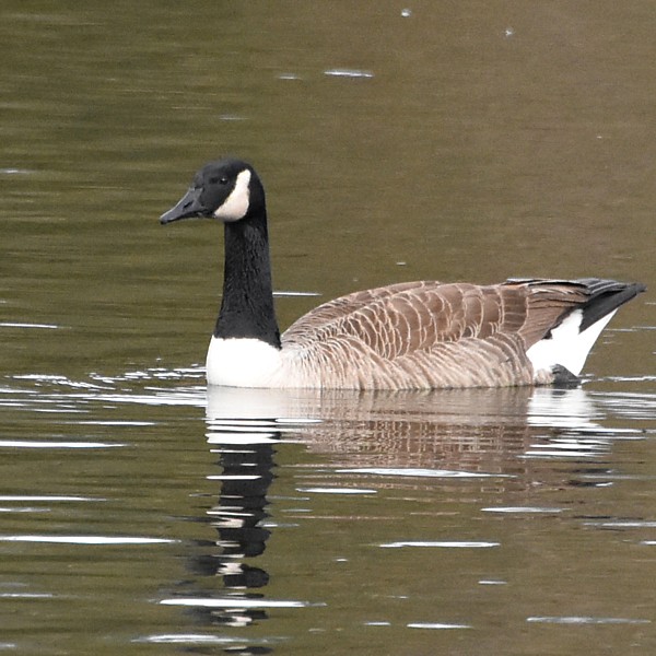 Canada Goose Canada Goose...
NO PHOTO YET