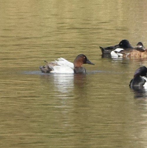 Canvasback Canvasback...
NO PHOTO YET