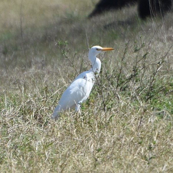 Cattle Egret Cattle Egret...
NO PHOTO YET