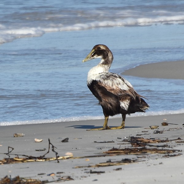 Common Eider Common Eider...
NO PHOTO YET
