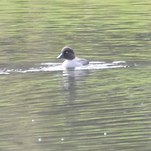 Common Goldeneye Common Goldeneye...
NO PHOTO YET