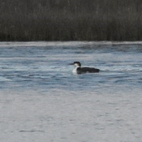 Common Loon Common Loon...
NO PHOTO YET