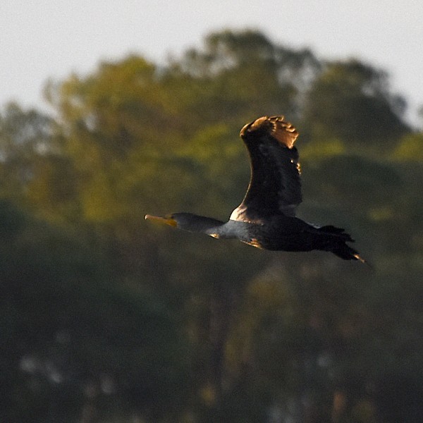 Double-crested Cormorant Double-crested Cormorant...
NO PHOTO YET