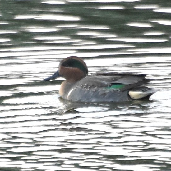 Green-winged Teal Green-winged Teal...
NO PHOTO YET
