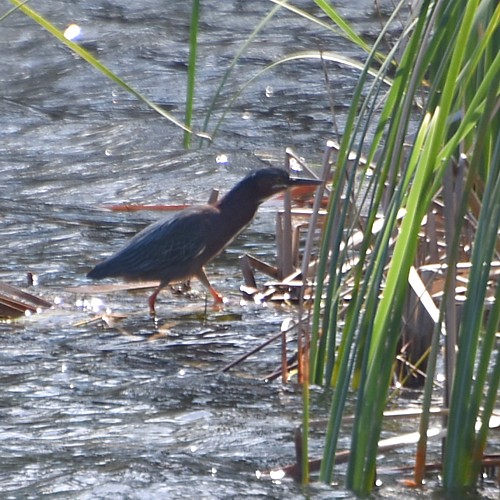 Green Heron Green Heron...
NO PHOTO YET