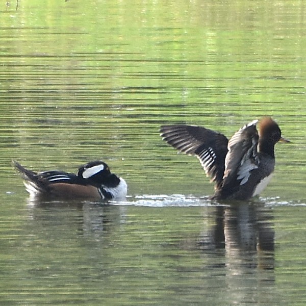 Hooded Merganser Hooded Merganser...
NO PHOTO YET