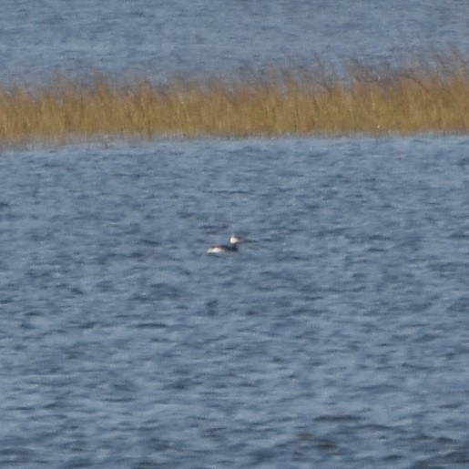 Horned Grebe Horned Grebe...
NO PHOTO YET