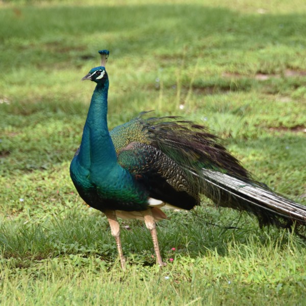 Indian Peafowl Indian Peafowl...
NO PHOTO YET