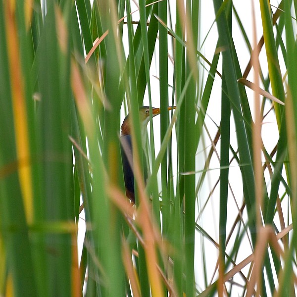 Least Bittern Least Bittern...
NO PHOTO YET