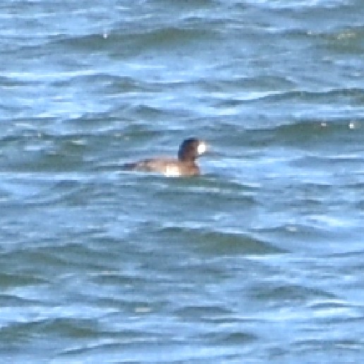 Lesser Scaup Lesser Scaup...
NO PHOTO YET