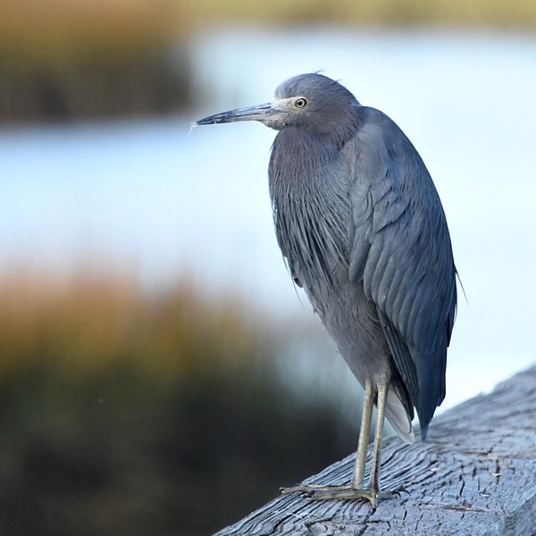 Little Blue Heron Little Blue Heron...
NO PHOTO YET