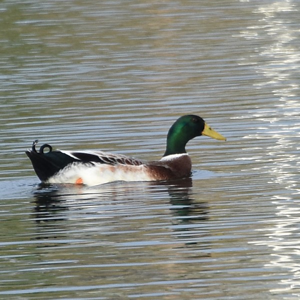 Mallard Mallard...
NO PHOTO YET