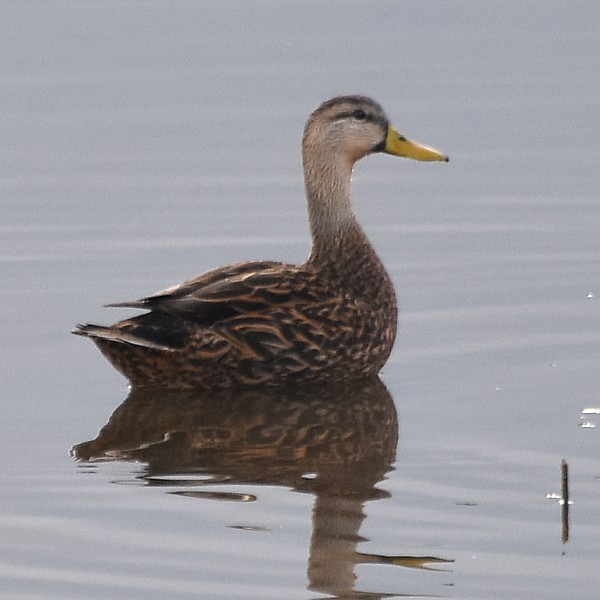 Mottled Duck Mottled Duck...
NO PHOTO YET
