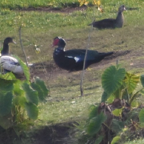 Muscovy Duck Muscovy Duck...
NO PHOTO YET