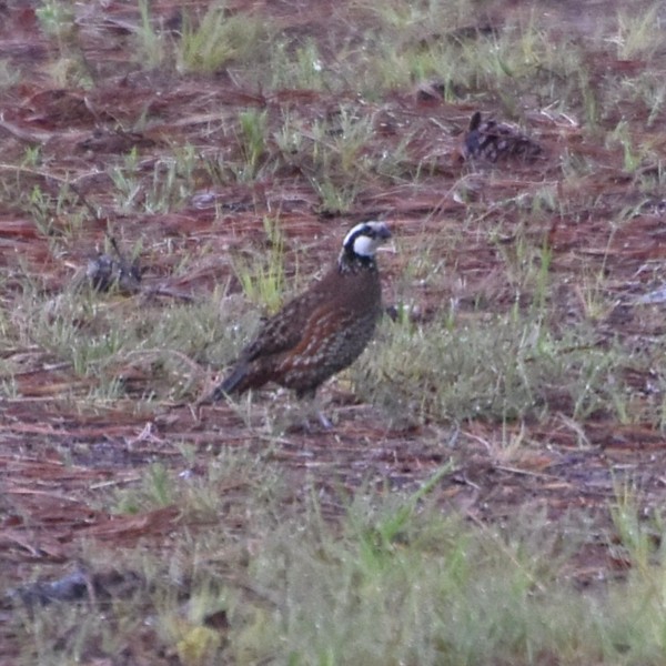 Northern Bobwhite Northern Bobwhite...
NO PHOTO YET