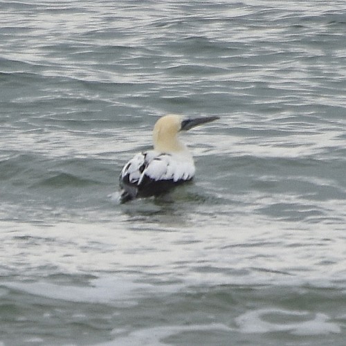 Northern Gannet Northern Gannet...
NO PHOTO YET